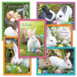 Photo Bunny Easter Greeting Cards Value Pack