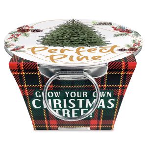 Grow Your Own Christmas Tree Kit