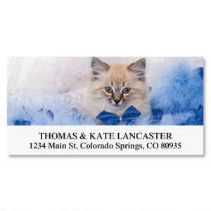 Everyday Cats Deluxe Address Labels  (12 Designs)