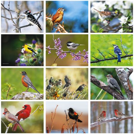 2019 Bird Lovers Wall Calendar