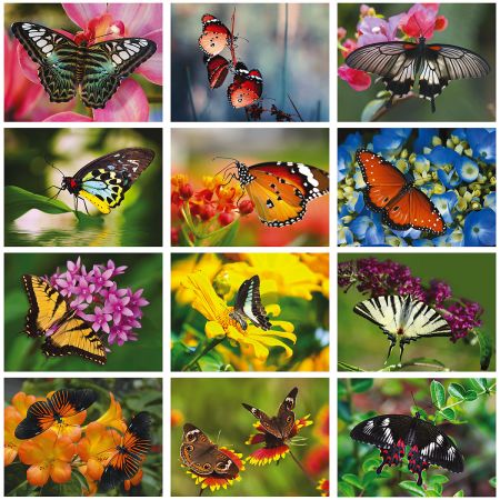 2019 Butterflies Wall Calendar