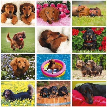 2019 Dachshunds Wall Calendar