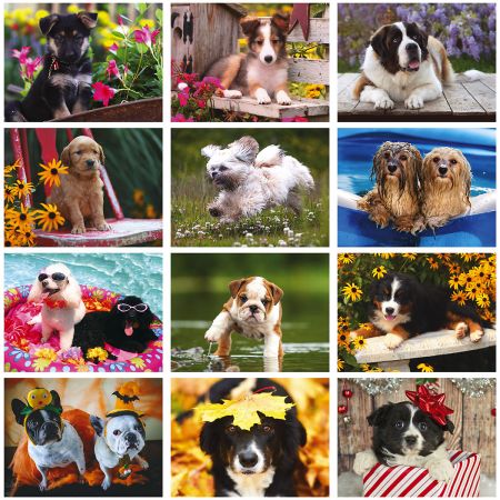 2019 Gentle Hearts Dogs Wall Calendar
