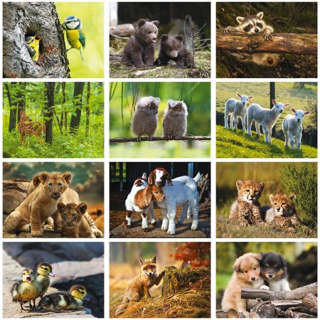 2019 Baby Animals Wall Calendar