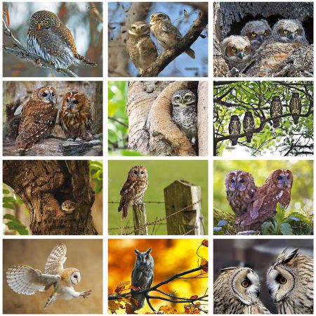 2019 Owls Wall Calendar