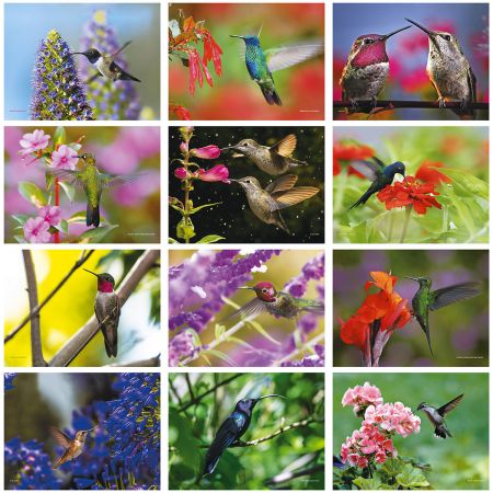 2019 Hummingbirds Wall Calendar