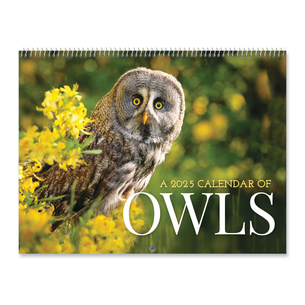 2025 Owls Wall Calendar Current Catalog