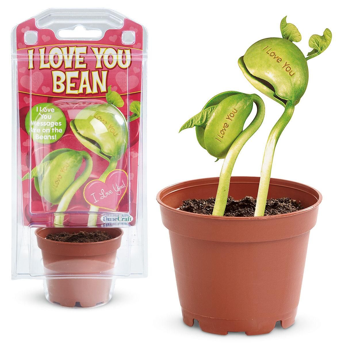 magic bean seeds gift plant growing message word