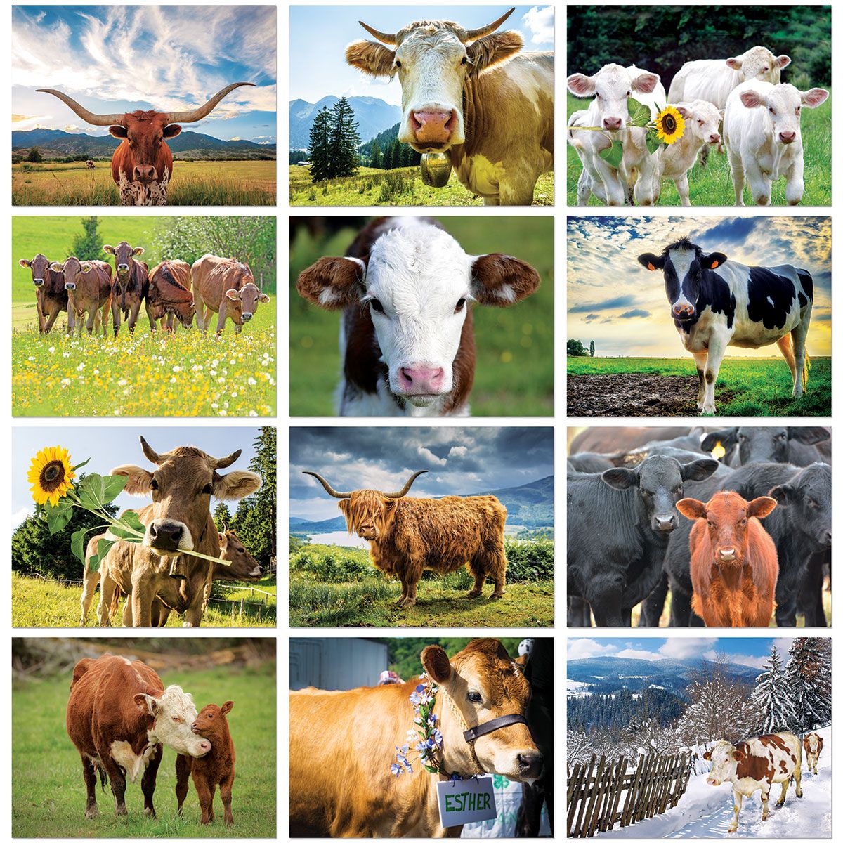 2021 Cows Wall Calendar | Current Catalog