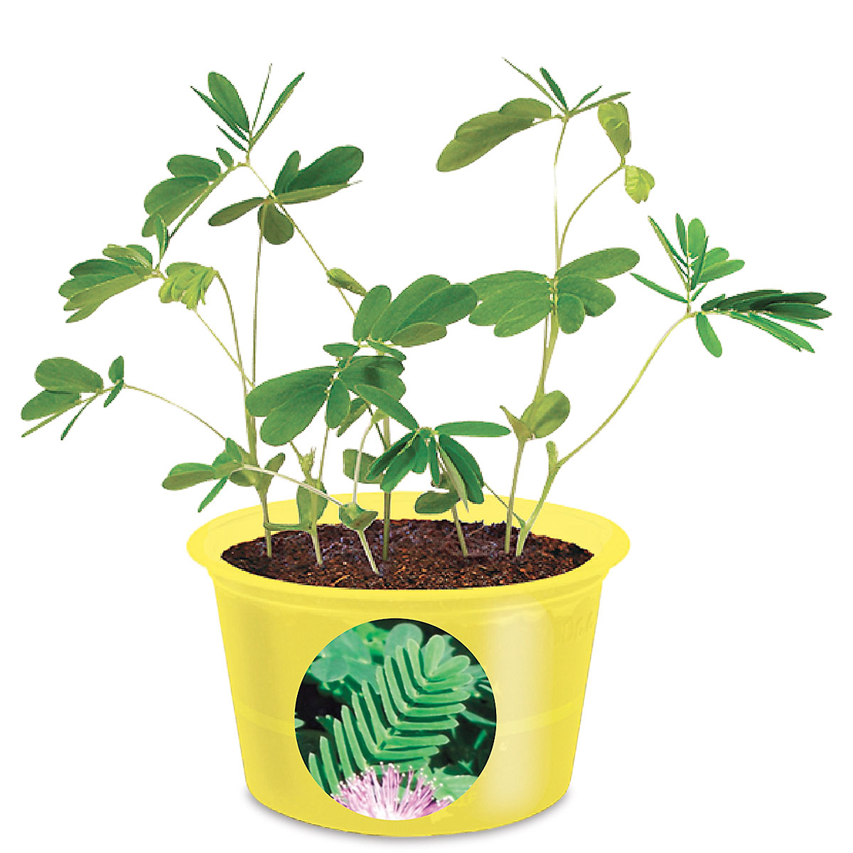 Michelle the Mover Eco Seed Sprouts Current Catalog