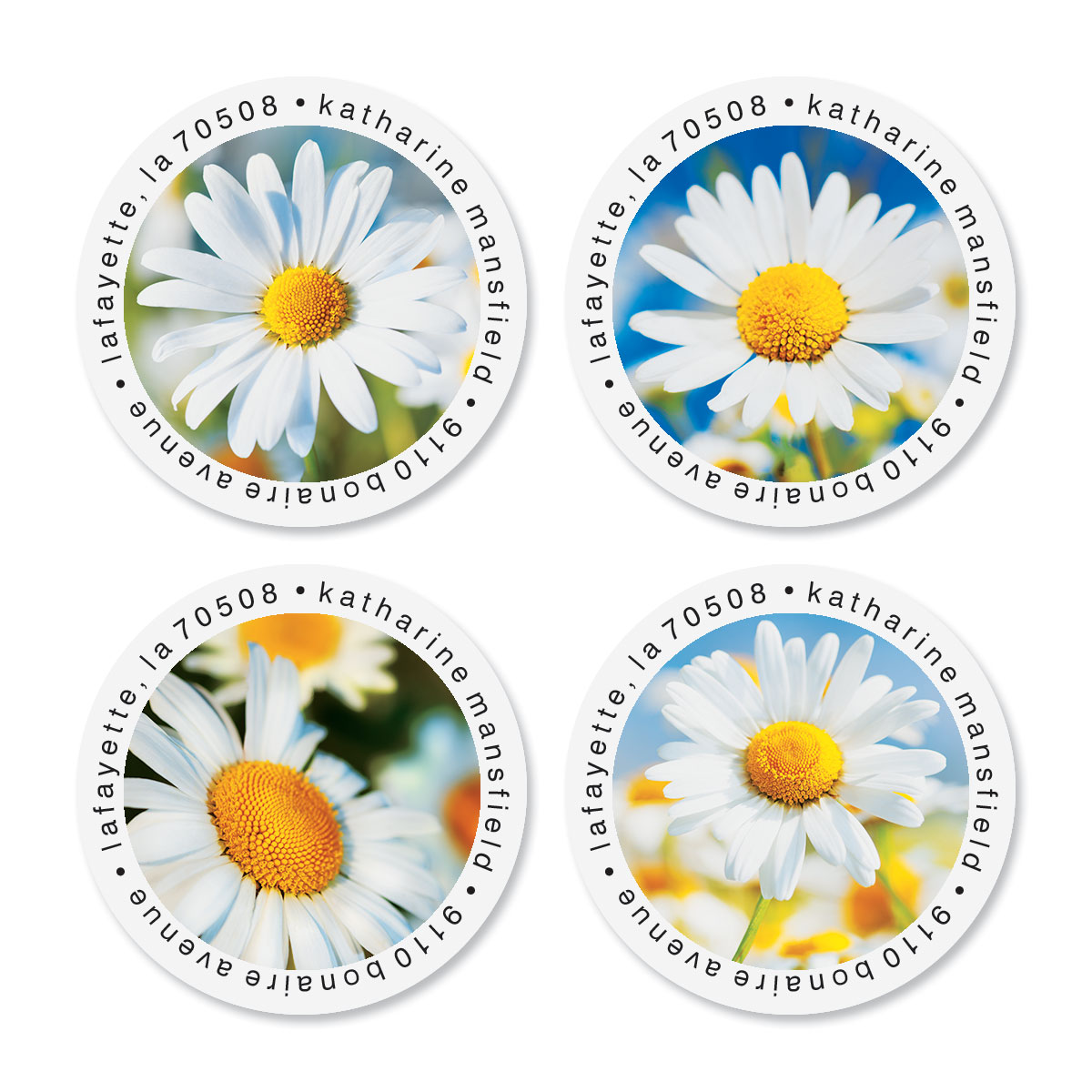 Shasta Daisy Round Address Labels | Current Catalog
