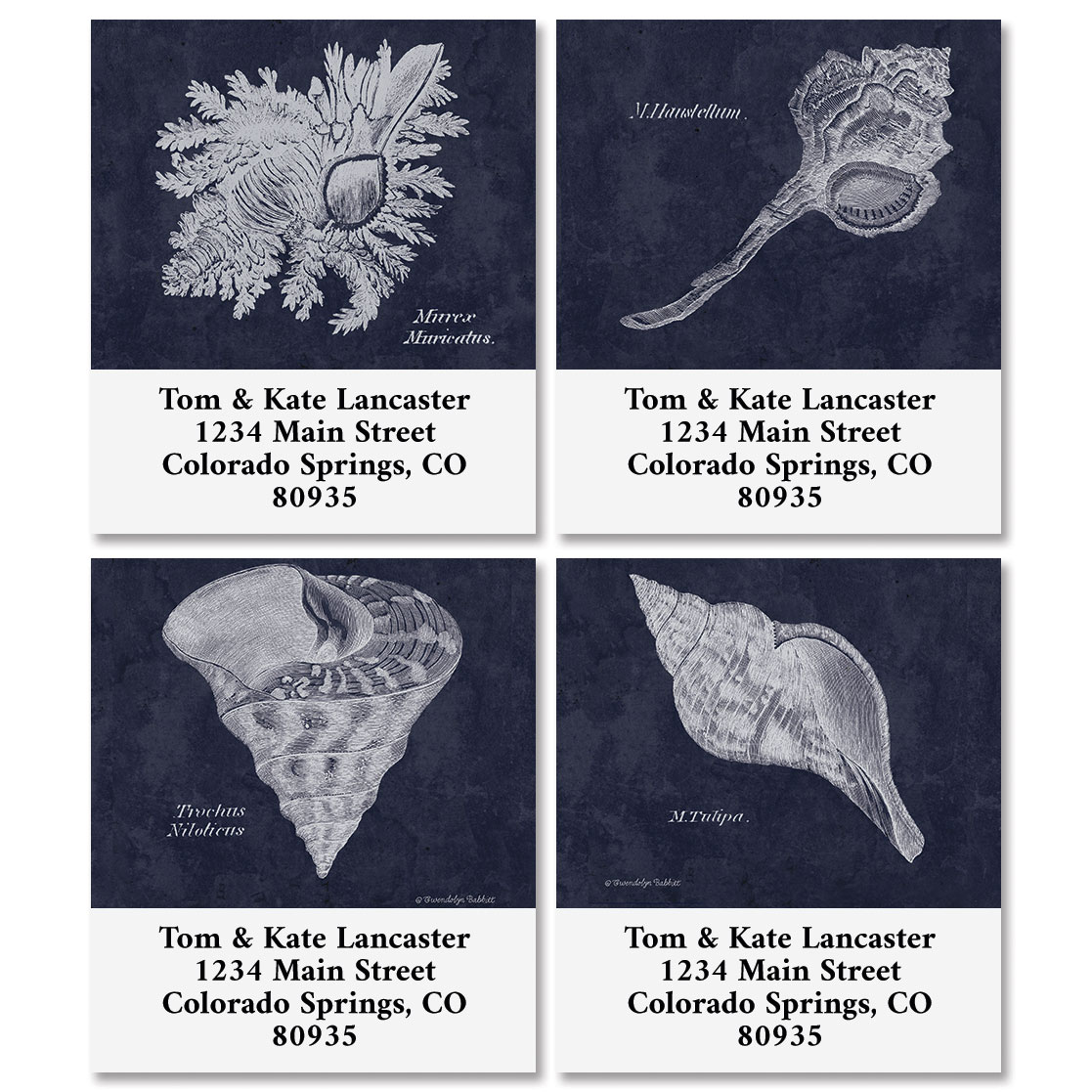 Indigo Collection Label Shells on Indigo Select Address Labels (4 Designs) | Current Catalog